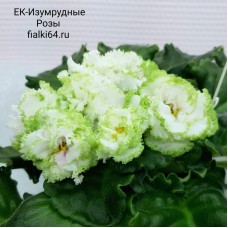 ЕК-Изумрудные Розы (Коршунова)